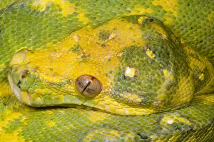 Green Tree Python Prints: Green Tree Python