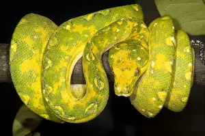 Green Tree Python Prints: Green Tree Python