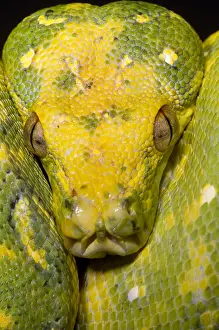 Green Tree Python Prints: Green Tree Python