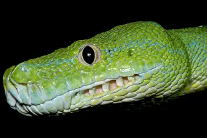 Green Tree Python Print: An adult Morelia viridis