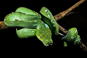 Green Tree Python Prints: Green Tree Python (Morelia viridis)