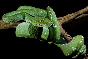 Green Tree Python Prints: Green Tree Python (Morelia viridis)
