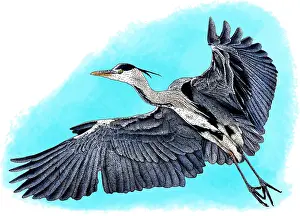 Grey Herons In Nature Prints: Grey heron