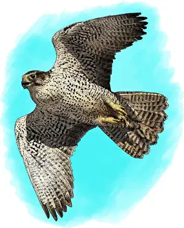 Birds Of Prey Illustrations Prints: Gyrfalcon