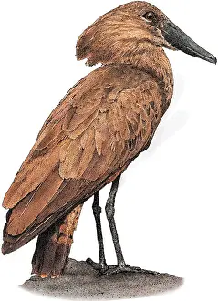 Hamerkop Print - A bird with a distinctive crest and hooked beak