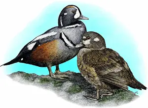 Framed Print : Harlequin duck print featuring a drake and hen