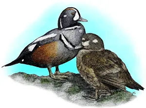 Wildlife Illustration Prints: Harlequin Ducks