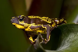 Animal Conservation Efforts Prints: Harlequin Frog