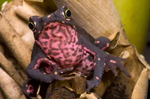 Animal Conservation Prints: Harlequin Frog