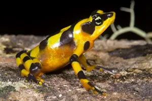 Wildlife Conservation Efforts Prints: Harlequin Toad