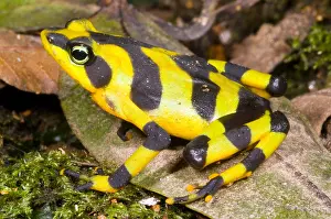 Critically Endangered Animals Prints: Harlequin Toad