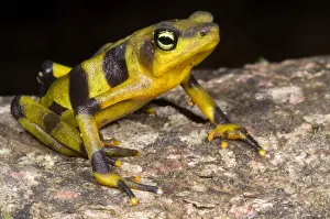 Critically Endangered Frogs Prints: Harlequin Toad