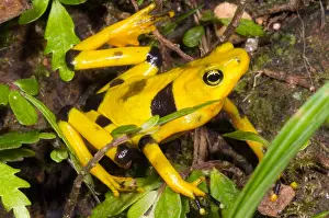 Wildlife Conservation Efforts Prints: Harlequin Toad