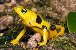 Critically Endangered Frogs Prints: Harlequin Toad