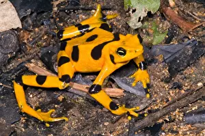 Wildlife Conservation Efforts Prints: Harlequin Toad