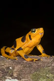 Critically Endangered Frogs Prints: Harlequin Toad