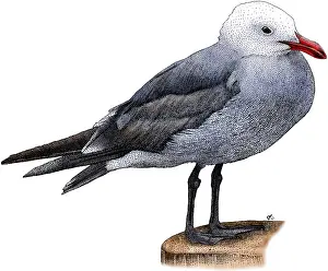 American Wild Birds Prints: Heermann's Gull