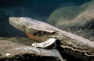 Wildlife Animals In Water Prints: Hellbender