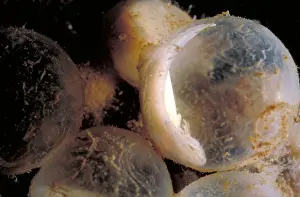 Nature Animal Photos Prints: Hellbender Eggs