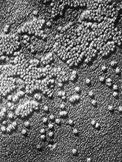 Viral Infection Prints: Hepatitis Virus