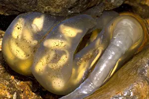 Wildlife In Japan Prints: Hida Salamander