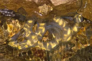 Amphibian Reproduction Prints: Hida Salamander