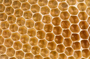 Honeycomb Structure Prints: Honeycomb