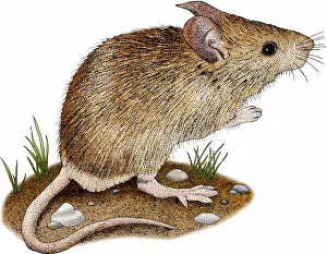 Mus Musculus Images Prints: House Mouse