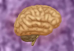 Nervous System Illustrations Prints: Human Brain