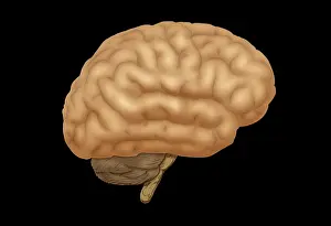 Nervous System Illustrations Prints: Human Brain