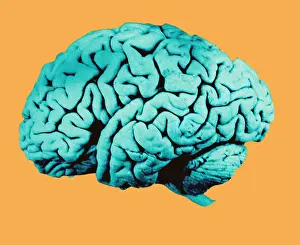Nervous System Diagram Prints: Human Brain