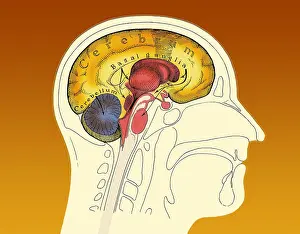 Human Brain Illustration Prints: Human Brain