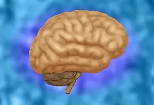 Anatomy Of The Human Brain Prints: Human Brain
