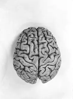 Brain Anatomy Images Prints: Human Brain