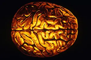 Human Nervous System Illustration Prints: Human Brain
