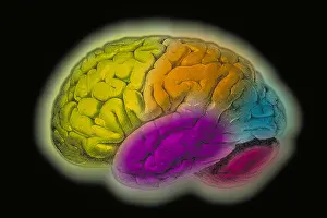 Human Brain Illustration Prints: Human brain