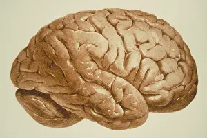 Human Brain Illustration Prints: Human brain