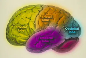 Human Brain Illustration Prints: Human brain
