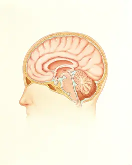Human Brain Illustration Prints: Human brain