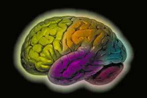 Human Brain Illustration Prints: Human brain