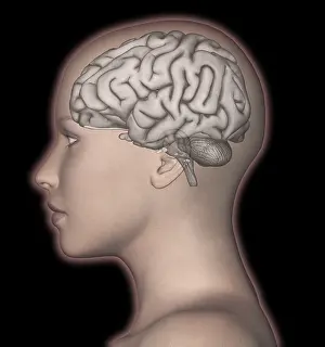 Human Nervous System Diagram Prints: Human Brain