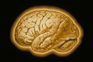 Human Brain Illustration Prints: Human brain