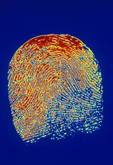 Biometric Identification Prints: Human Fingerprint