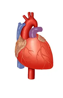 Human Heart Anatomy Prints: Human Heart