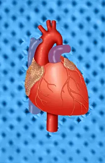 Cardiovascular System Artwork Prints: Human Heart