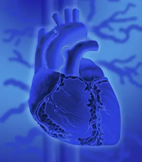 Human Heart Illustration Prints: Human Heart