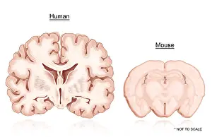 Nervous System Illustrations Prints: Human and Mouse Brain Comparison