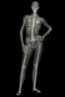 Human Skeleton Illustration Prints: Human Skeleton