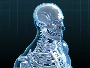 Medical Science Illustrations Prints: Human Skeleton, artwork