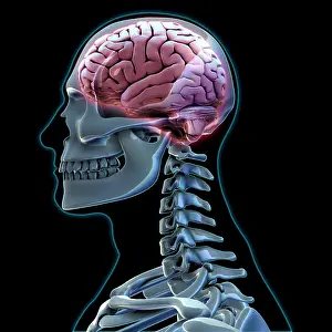 Medical Illustration Art Prints: Human Skeleton and Brain, artwork